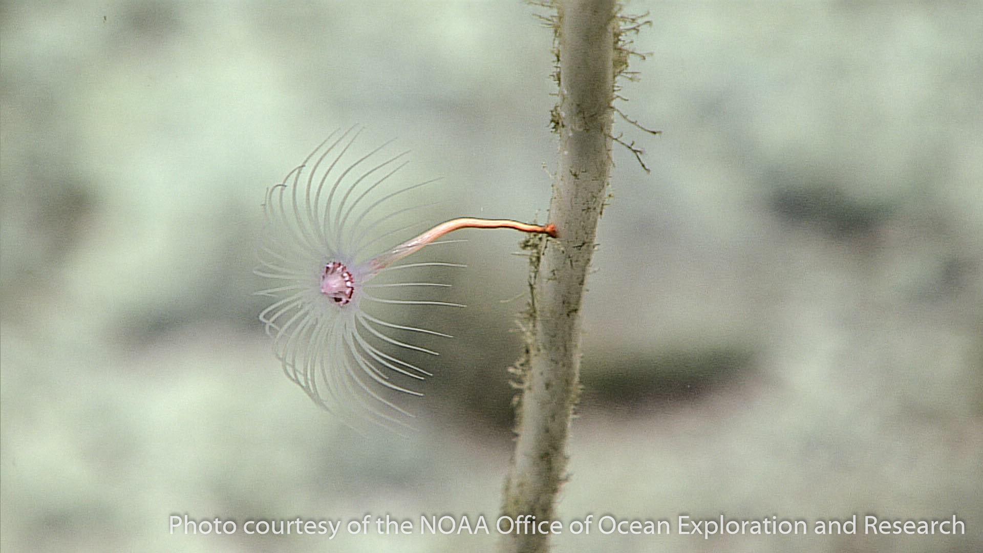 other hydrozoans