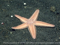 other sea stars