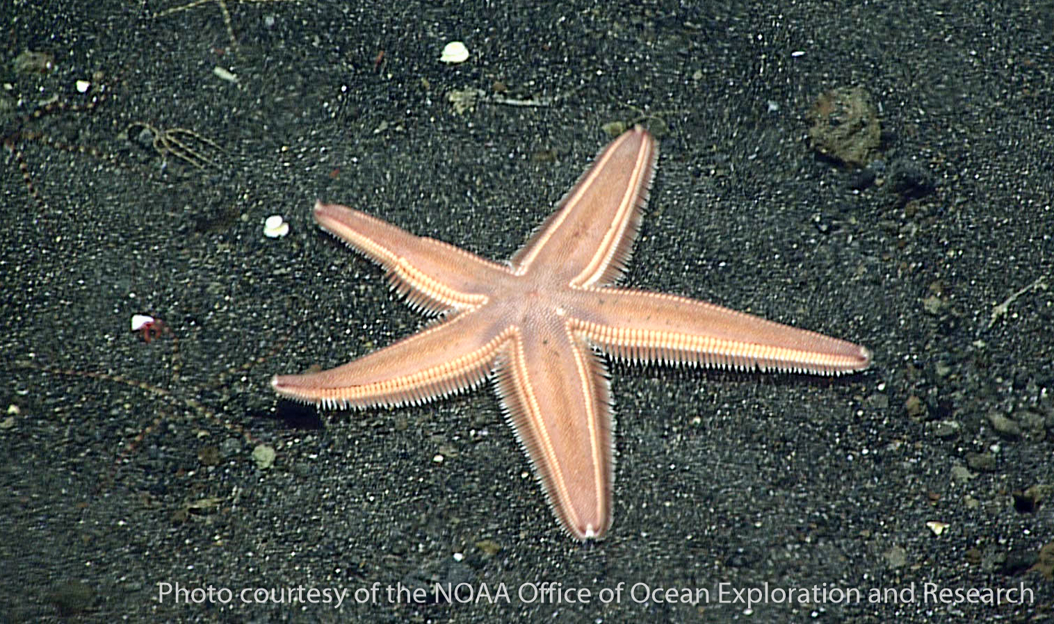 other sea stars