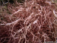 red algae