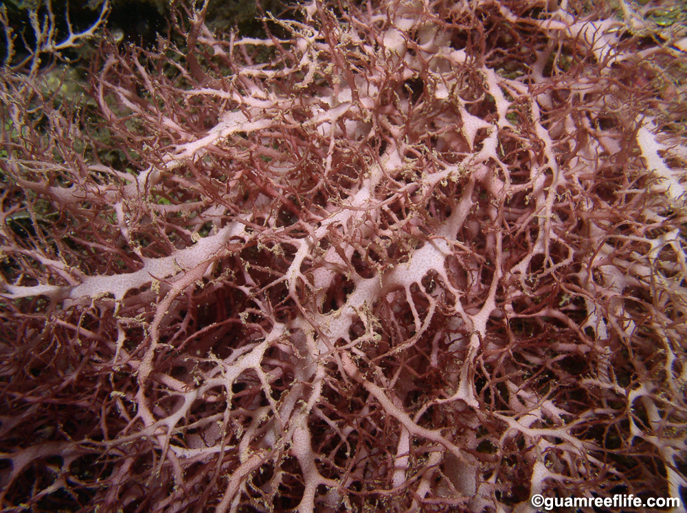 red algae