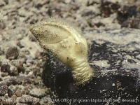 scalpellid sp. A