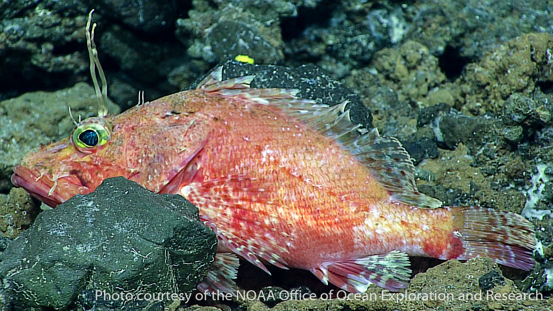 scorpaeniform fishes