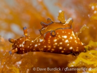 sea hares