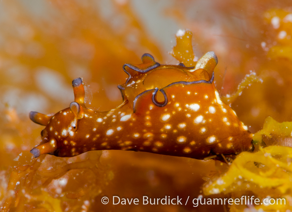 sea hares