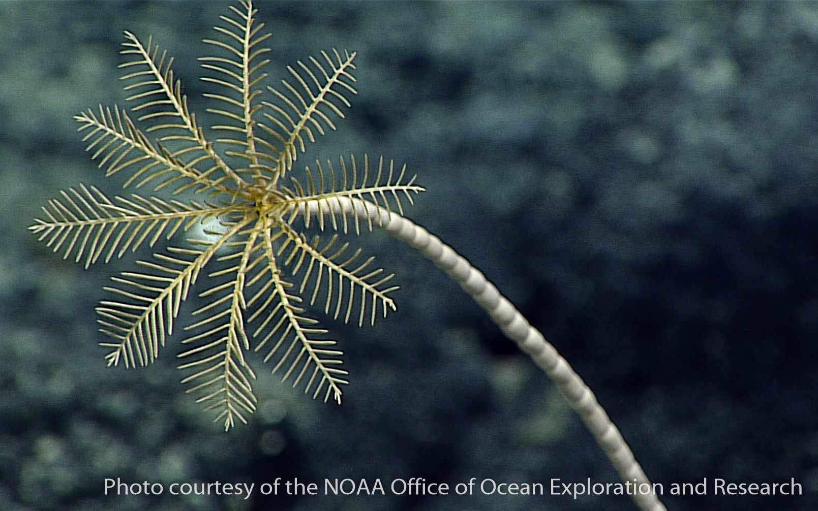 sea lilies