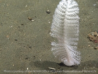 sea pens