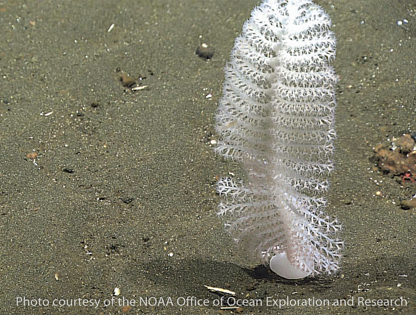 sea pens