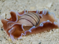 shelled sea slugs