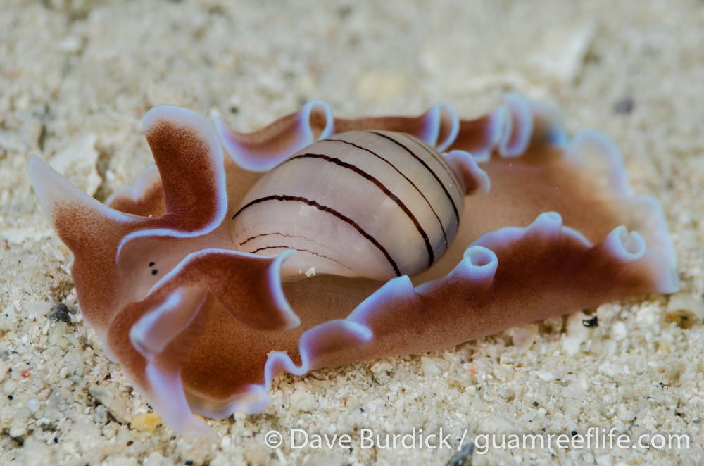 shelled sea slugs