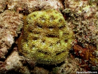 Acanthastrea