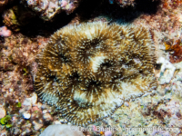 Acanthastrea brevis (CNMI)