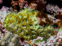 Acanthastrea brevis (Wallis)