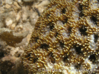 Acanthastrea brevis
