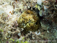Acanthastrea brevis