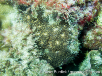 Acanthastrea cf. hemprichii