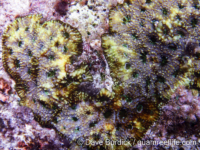Acanthastrea echinata