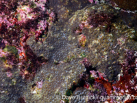 Acanthastrea echinata