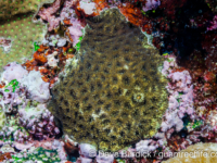 Acanthastrea echinata (Wallis)