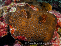 Acanthastrea echinata (Wallis)