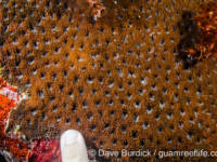Acanthastrea echinata (Wallis)