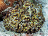 Acanthastrea pachysepta (Palau)
