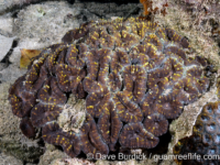 Acanthastrea pachysepta (Palau)