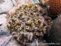 Acanthastrea pachysepta (Palau)