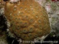 Acanthastrea sp. B