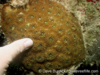 Acanthastrea sp. B