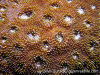 Acanthastrea sp. B