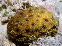 Acanthastrea sp. B