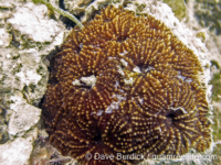 Acanthastrea? sp. E