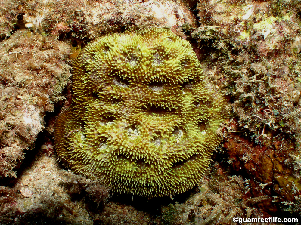 Acanthastrea