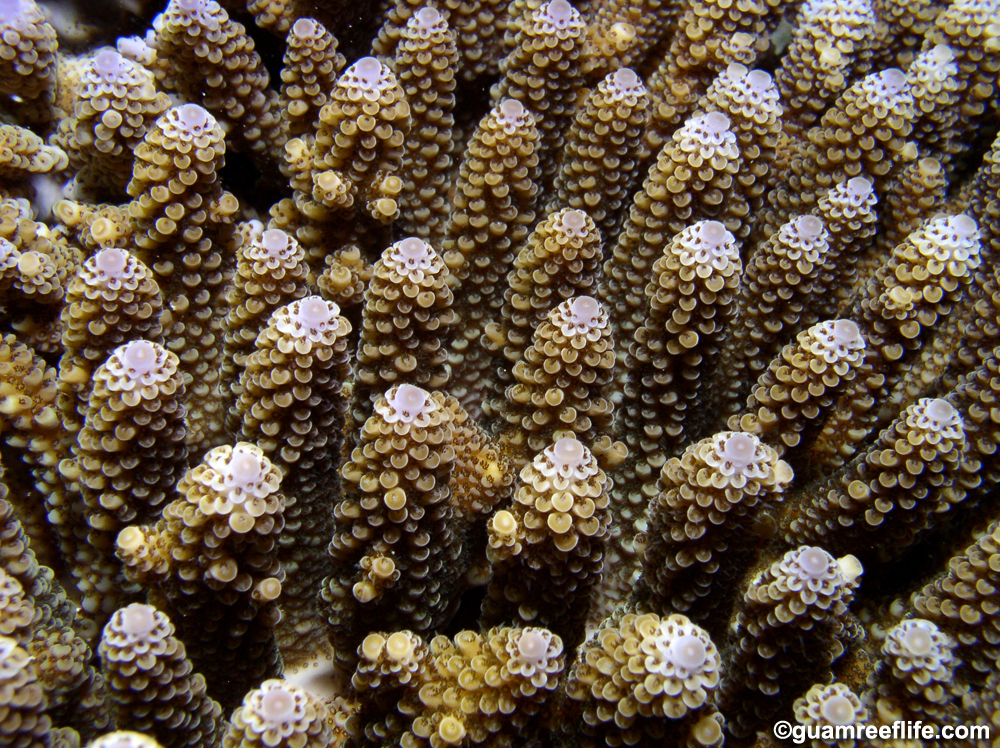 Acropora