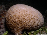 Astreopora