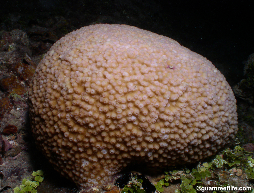 Astreopora