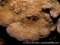 Coscinaraea columna