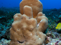 Coscinaraea columna