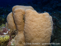 Coscinaraea columna