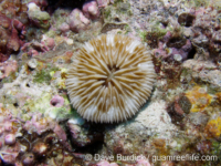 Cycloseris tenuis