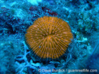 Cycloseris tenuis