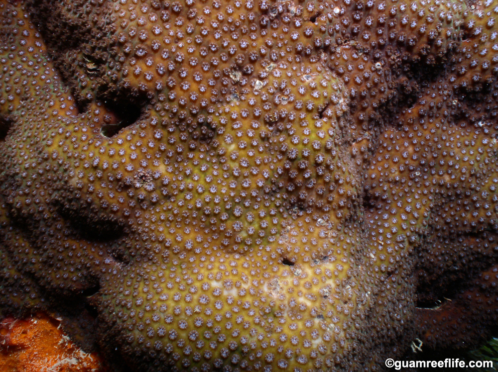 Mai Tai Cyphastrea