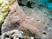 Echinopora gemmacea (Palau)
