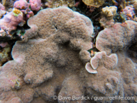 Echinopora gemmacea (Palau)