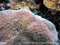 Echinopora gemmacea (Palau)
