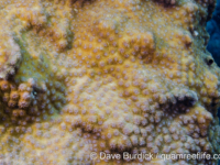 Echinopora gemmacea (Wallis)