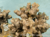 Echinopora gemmacea (Wallis)