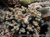Echinopora hirsutissima (Anilao)