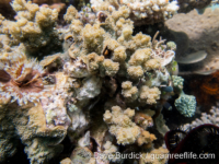 Echinopora hirsutissima (Anilao)